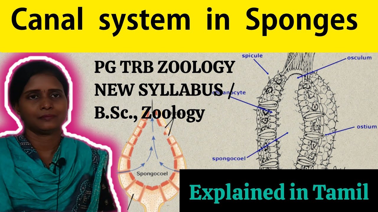 Canal System in Sponges| PG TRB NEW SYLLABUS| தமிழில் விலங்கியல்|ZOOLOGY TALKS