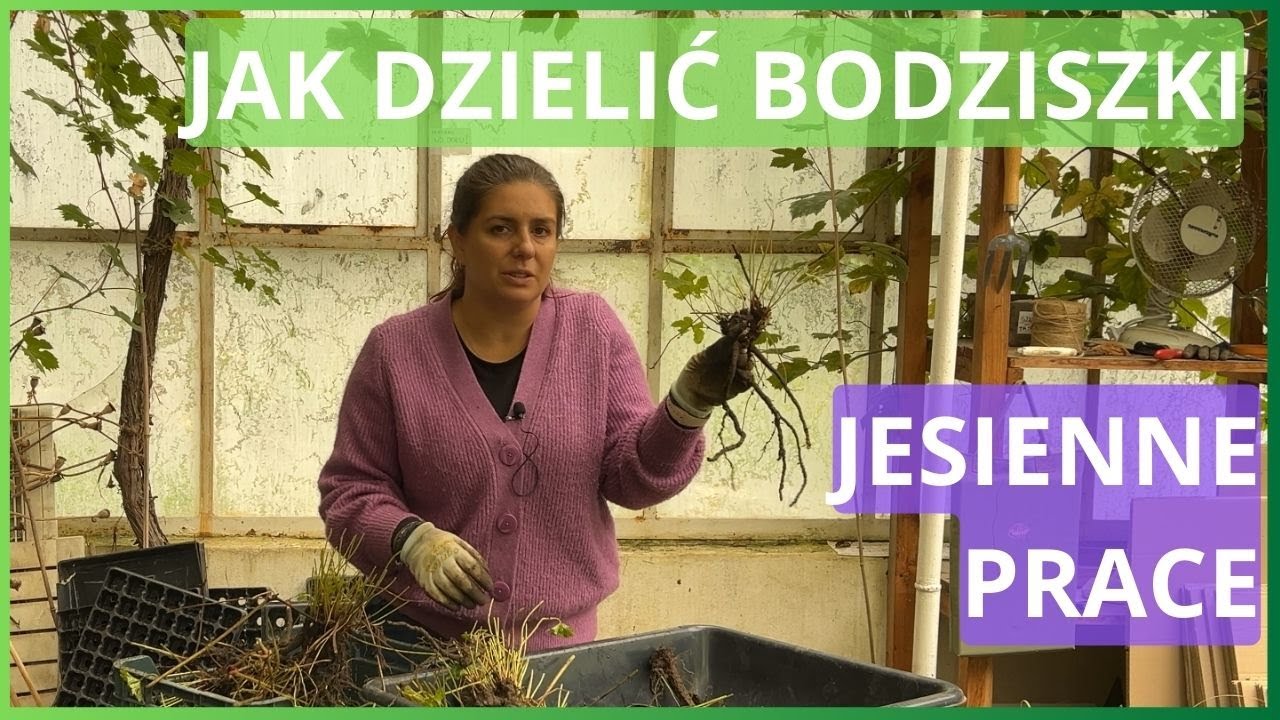 Jak dzielić bodziszka Rozanne i bodziszka żałobnego. #ogrodnictwo