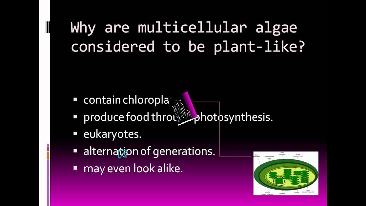 why are multicellular algae not classified as plants?