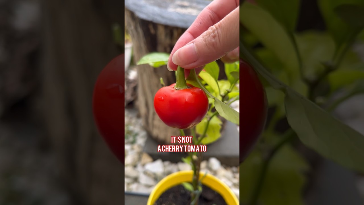 Harvest Ripe Hot Cherry Pepper - Cute chili