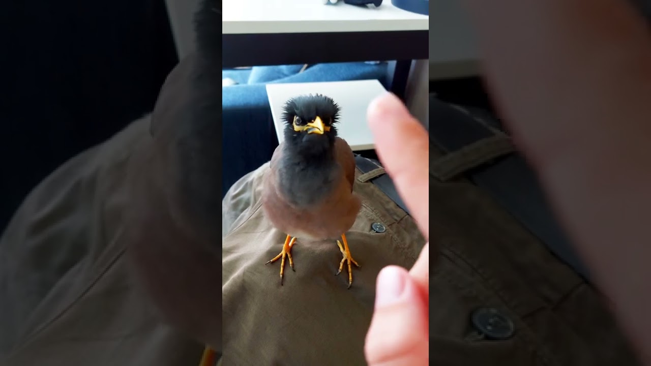 Common mynah communicate. homegrown Indian myna cheerping