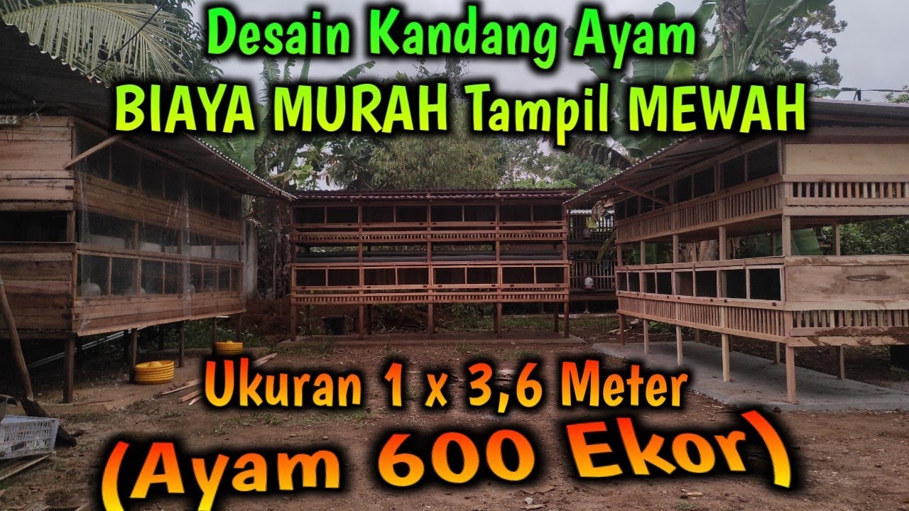 Desain Kandang Ayam BIAYA MURAH Tampil MEWAH Ukuran 1 x 3,6 Meter (Ayam 600 Ekor)