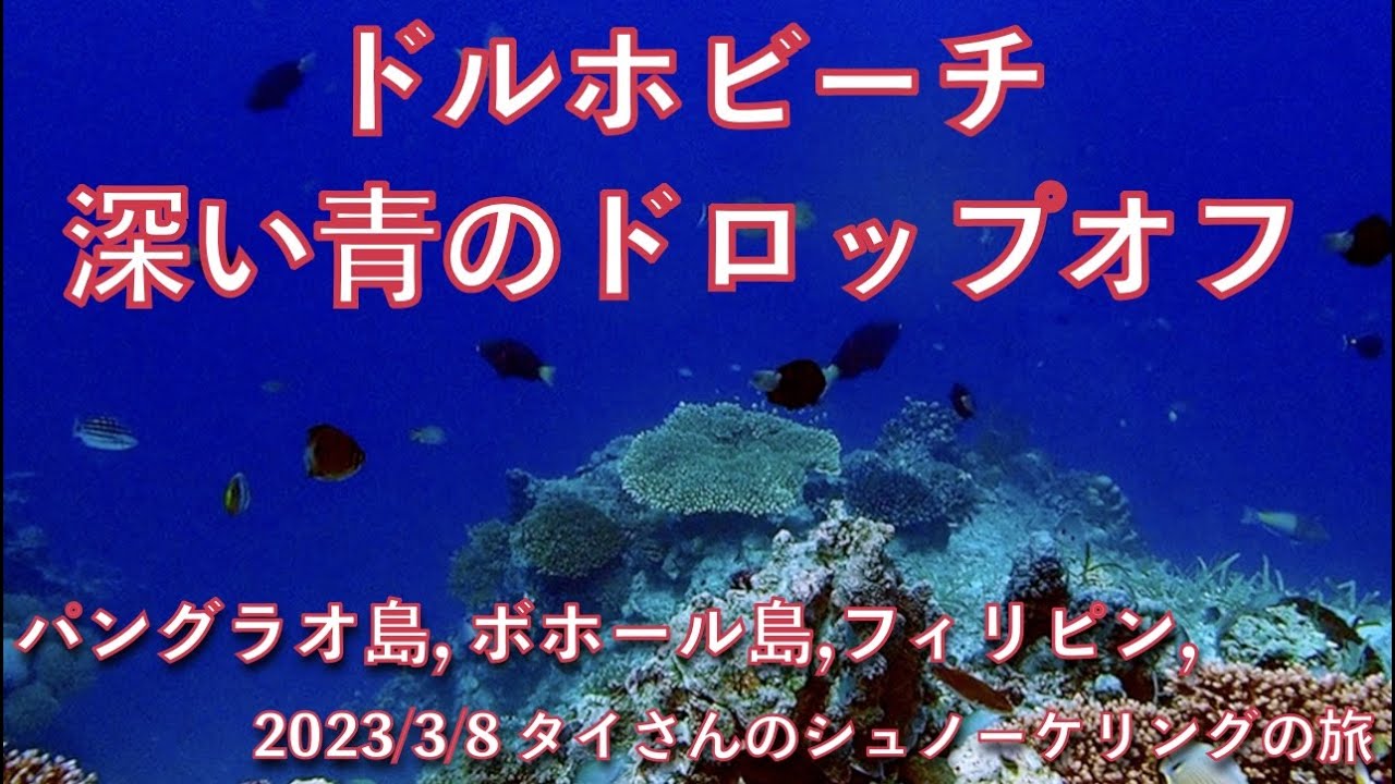【#74 タイさんのシュノーケリングの旅 】ドルホビーチのドロップオフでシュノーケリング, パングラオ島, ボホール島, フィリピン, Tai's Journey