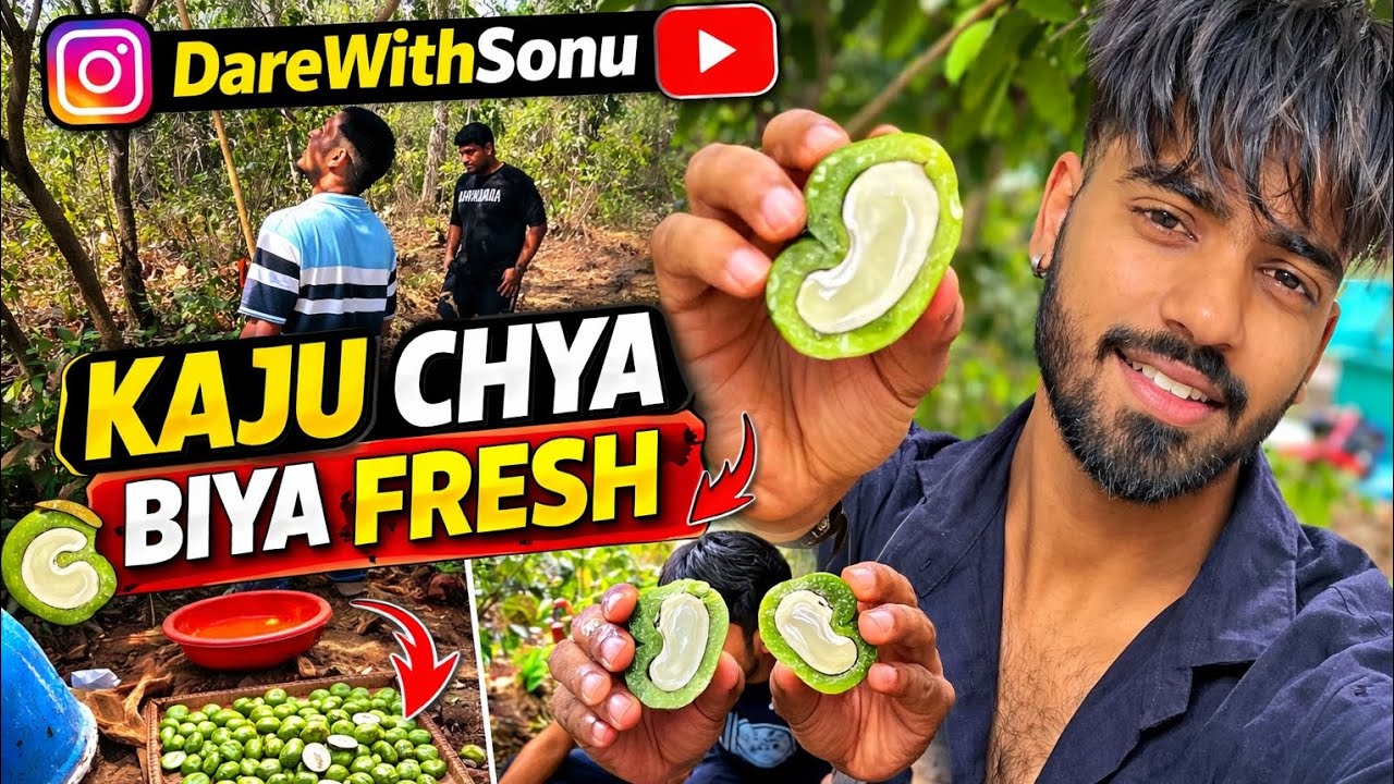  Kaju Chya Biya Fresh 🌰 | Village Style Cashew Harvest | DareWithSonu
