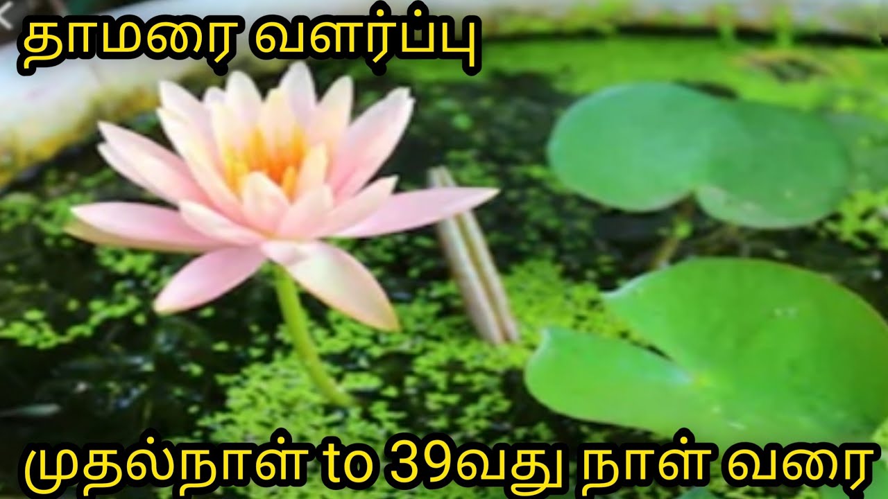 தாமரை கொடி,வீட்டிலேயே எளிதாக  வளர்ப்பது எப்படி.
