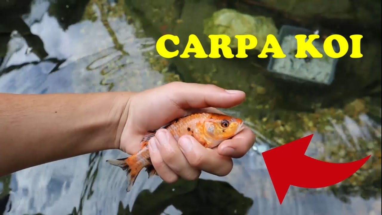 prendo una CARPA KOI per il LAGHETTO !!!