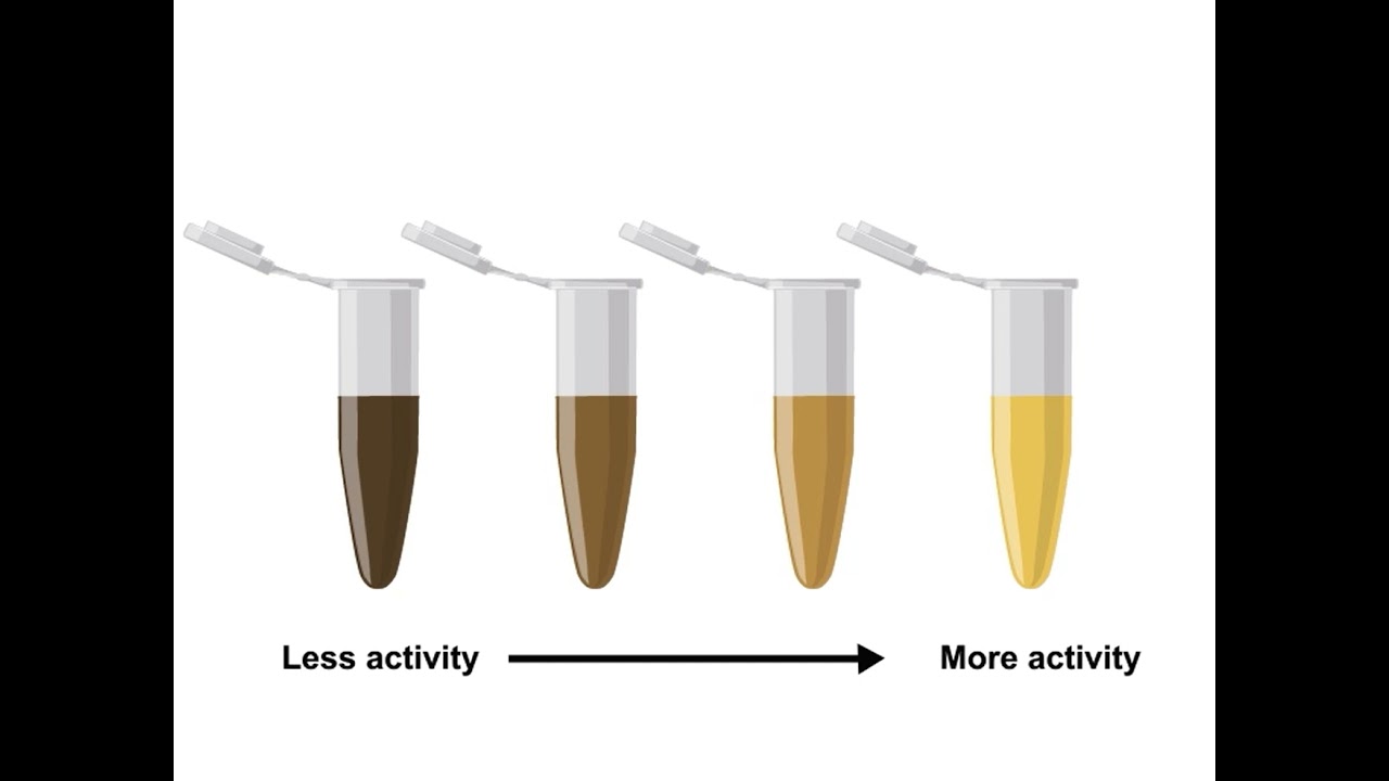 Enzyme Assays and Kinetics