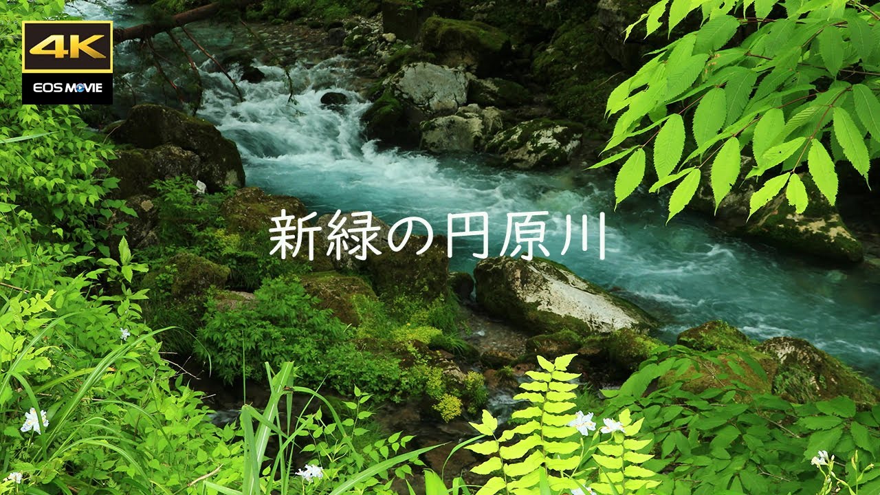 4K  新緑の季節  /  円原川の美しさに驚き 【3作品合併版】
