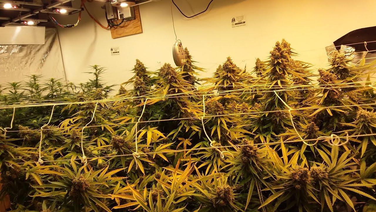 Alive And In The Flower Room, 9lb Suprise Harvest Day