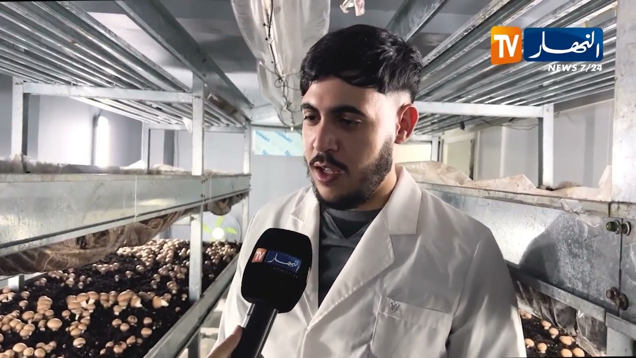 وهران / خريج جامعة ينجح في إنتاج الفطر ويعزز السيادة الغذائية محليا