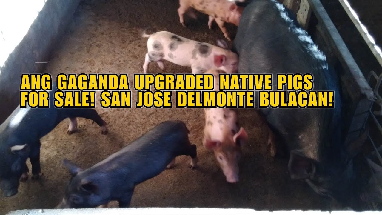 ANG GAGANDA UPGRADED NATIVE PIGS FOR SALE! SAN JOSE DELMONTE BULACAN!