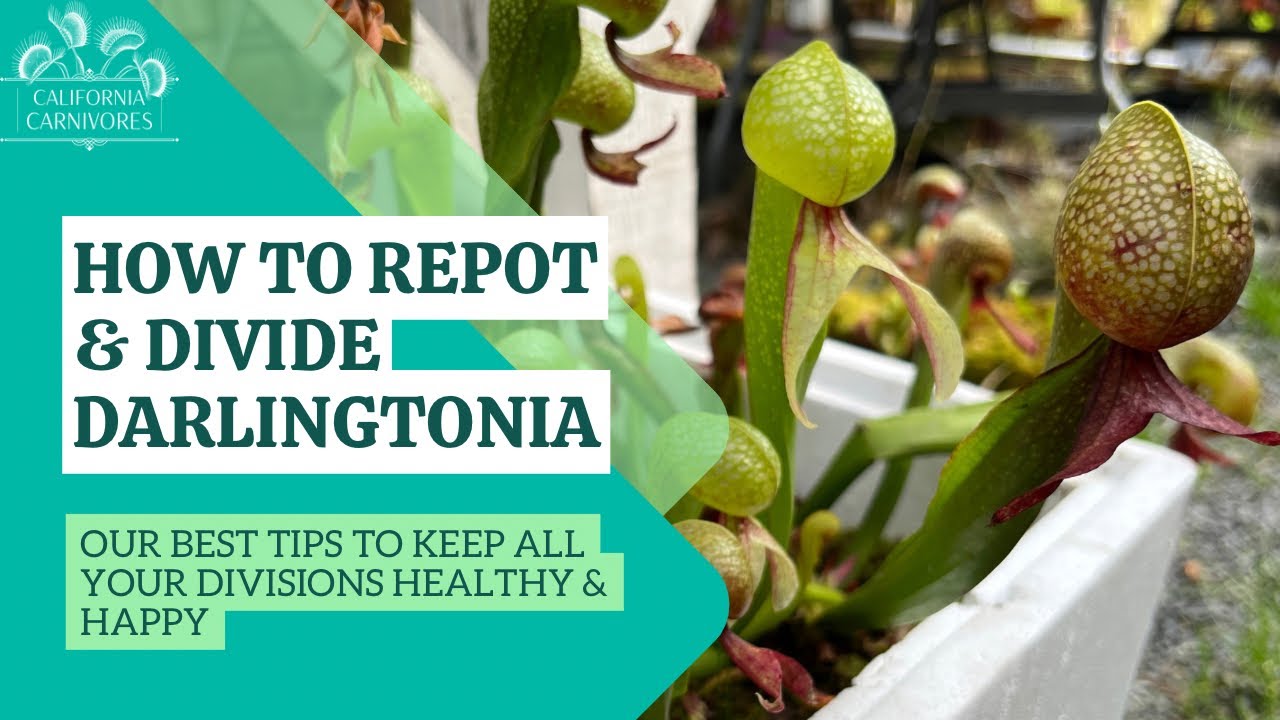 How to Repot and Divide Darlingtonia California Pitcher Plants