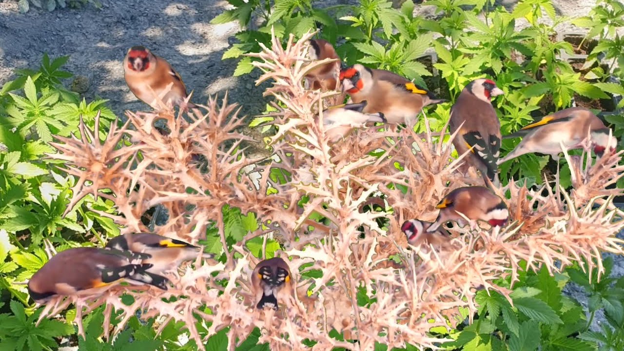 بتبتة حسون الشوك بتبتة جماعية فعالة  في تحفيز الحسون على التغريد goldfinch stimulation