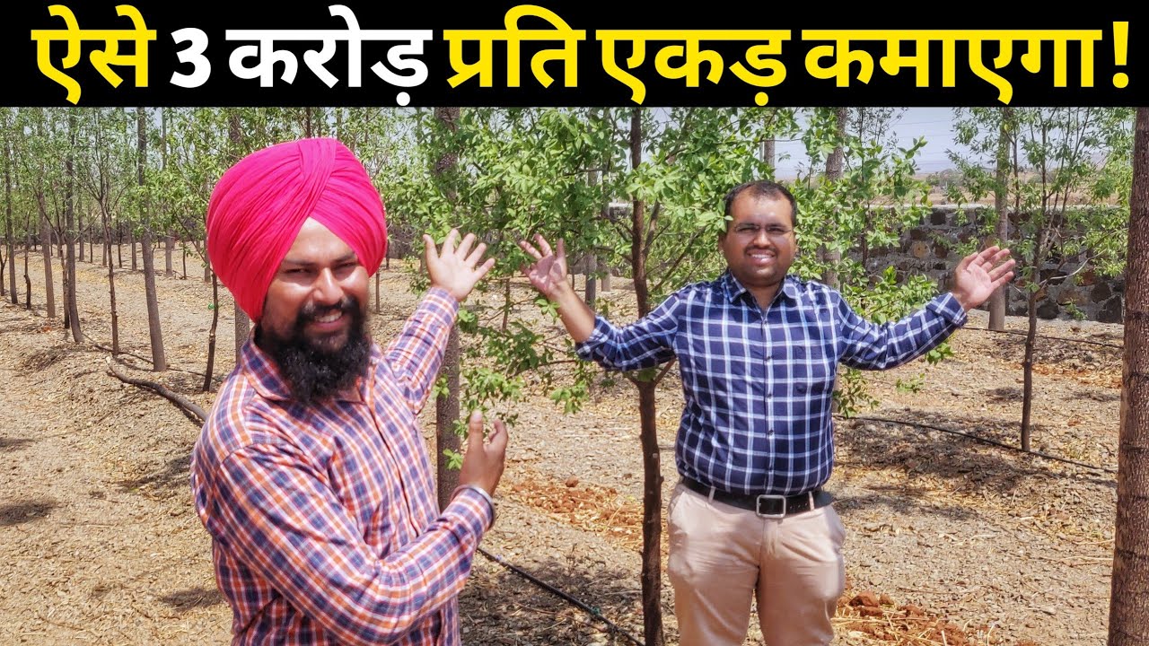 किसान ऐसे 3 करोड़ कमाएगा चंदन की खेती से|Chandan Tree Farming|Sandalwood in india