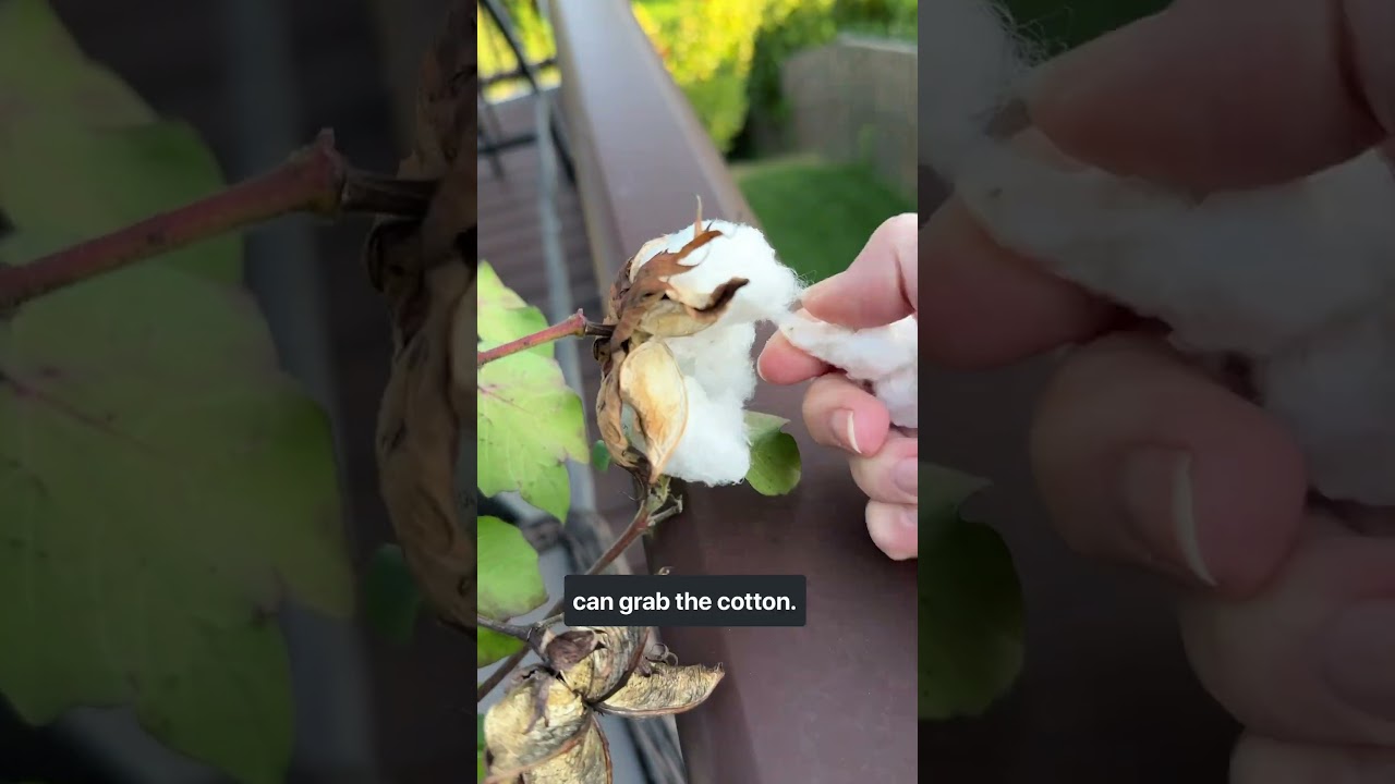 I grew COTTON! I&rsquo;m still fascinated by what nature gives us. 🌱 #igrewthis #cotton #cottonplant