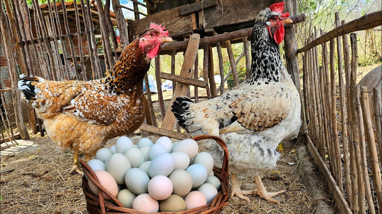 Ative o Modo Produtividade das Suas Galinhas com Estas Dicas Essenciais! 🐓💡