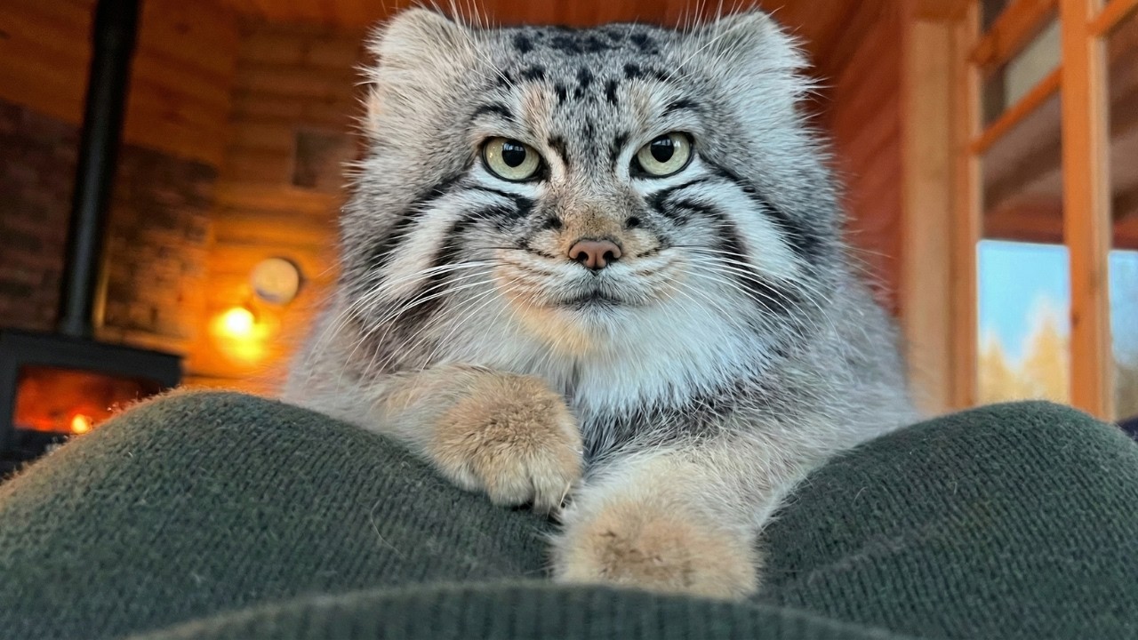 Farmer Saves Frozen Wild Cat Under Tractor &ndash; 6 Months Later, His Home is Overrun by Chubby Pallas...