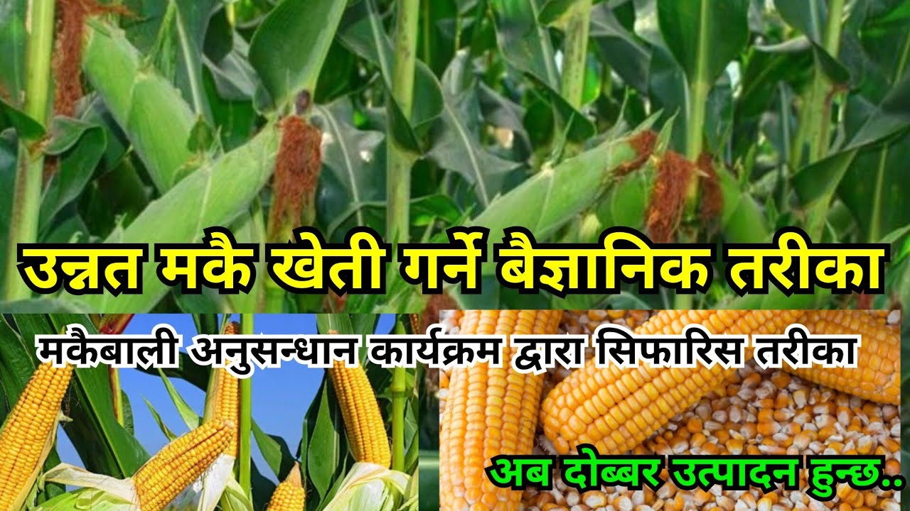 मकै खेती गर्ने उत्कृष्ट तरीका | यसरी हुन्छ दोब्बर उत्पादन | Maize cultivation