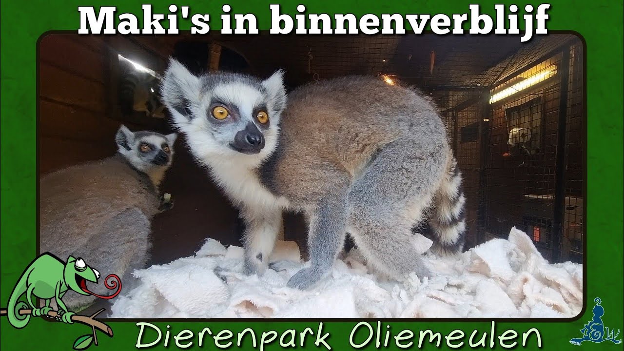 [Oliemeulen] De maki's in het binnenverblijf