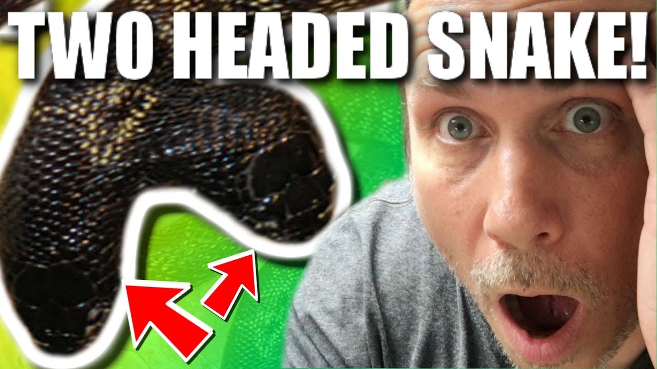 TWO HEADED SNAKE!! SNAKE BITES!! **WHAT A YEAR** | BRIAN BARCZYK