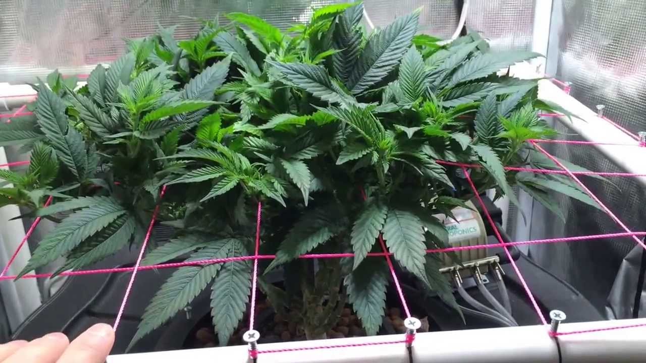 Lumigrow Pro 325 - Holy Grail Kush - LED Grow Lights