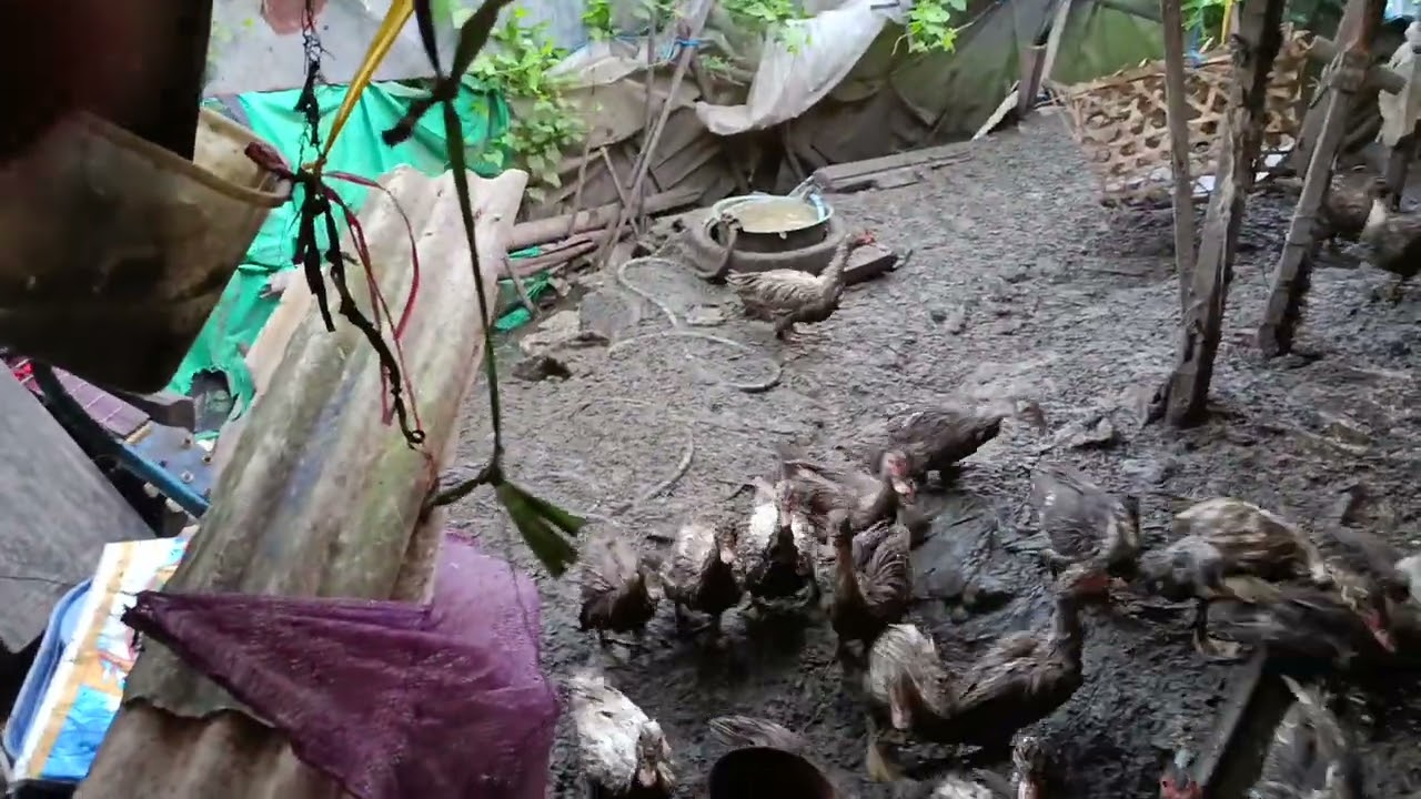 Duck farming