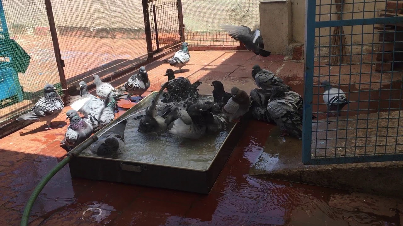Frankloft - Chennai - Racing Homer Pigeon taking bath - Video Taken on August 2015