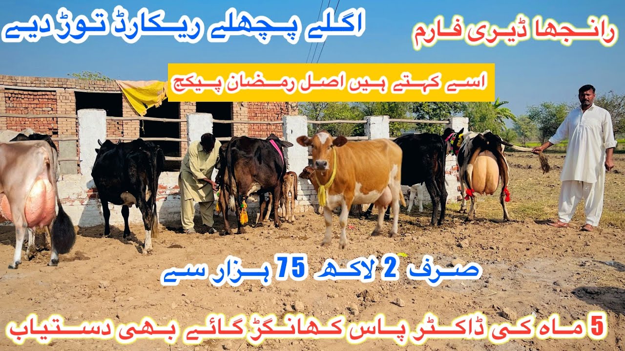 Ranjha Dairy Farm | New Farmer Cha Gyaa | Top Class Jersey Cross Cows | Shami Gondal | 2 March 2026