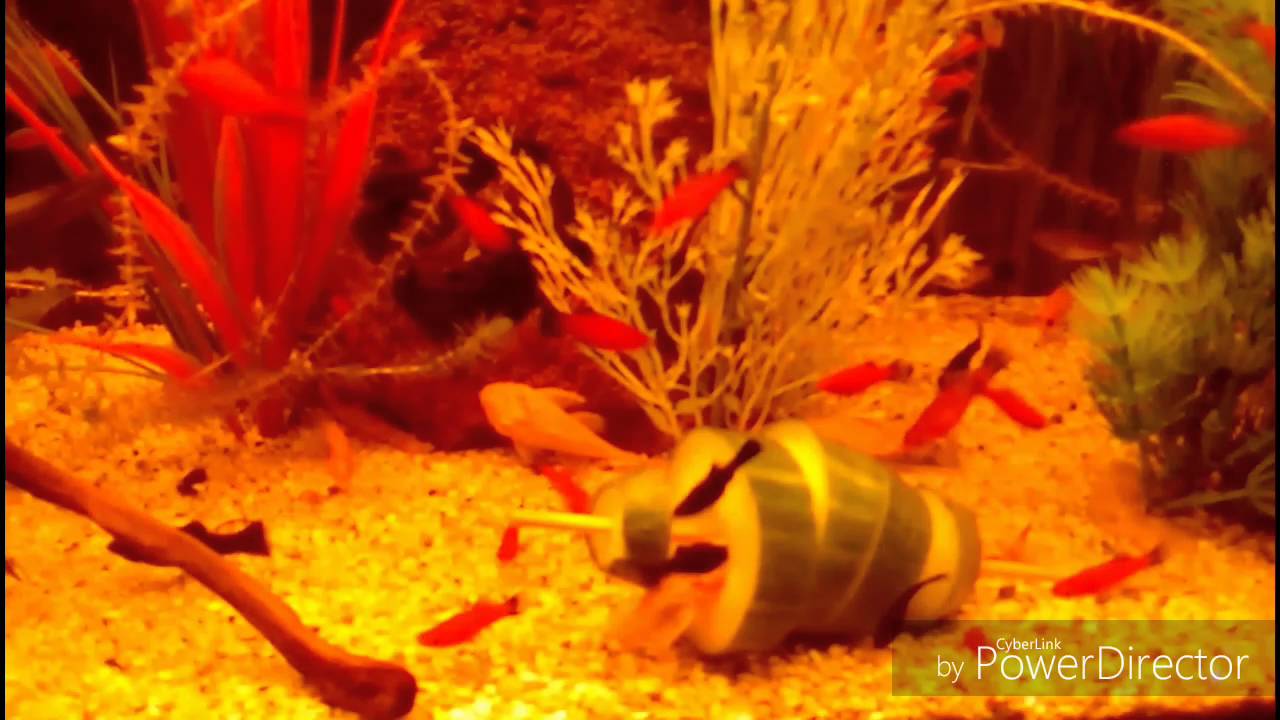 Tout savoir sur les Ancistrus (Guppy 59)