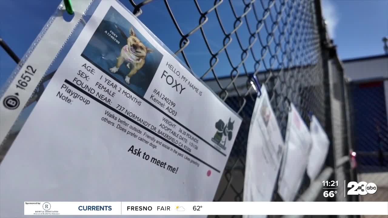 Six months of Wag Wednesday: Meet 4 adoptable dogs from Kern County Animal Services