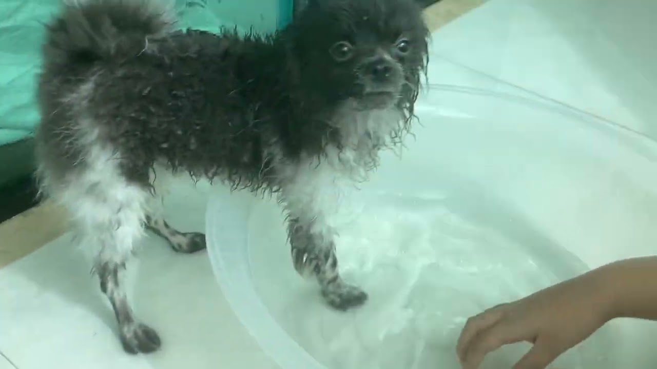 Hora do banho 🛁 