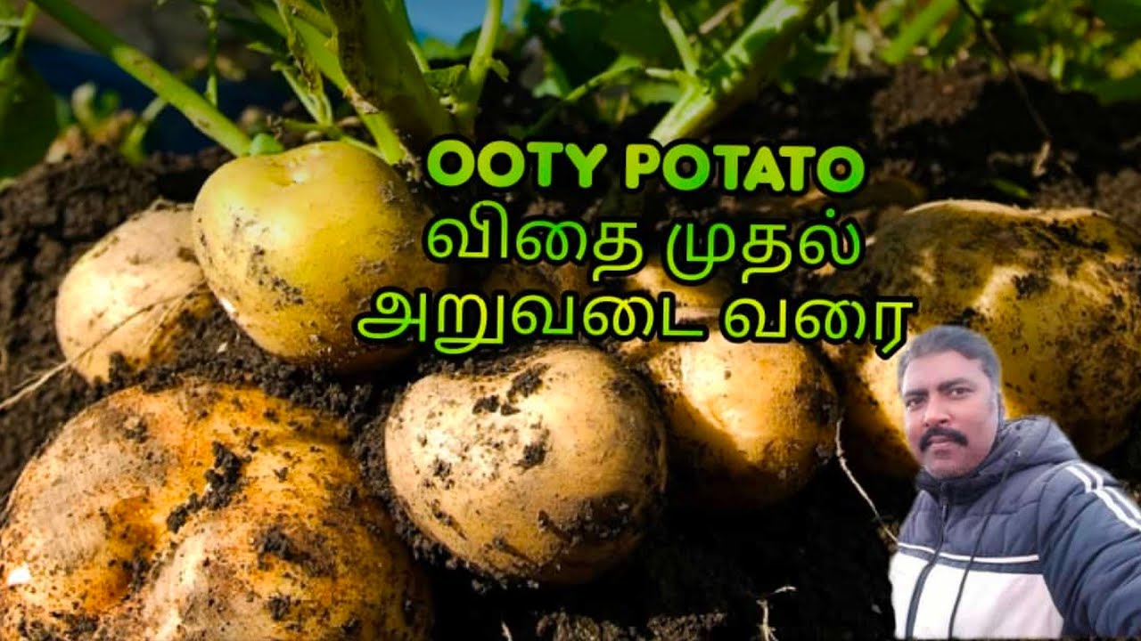 Ooty potato seed to harvest