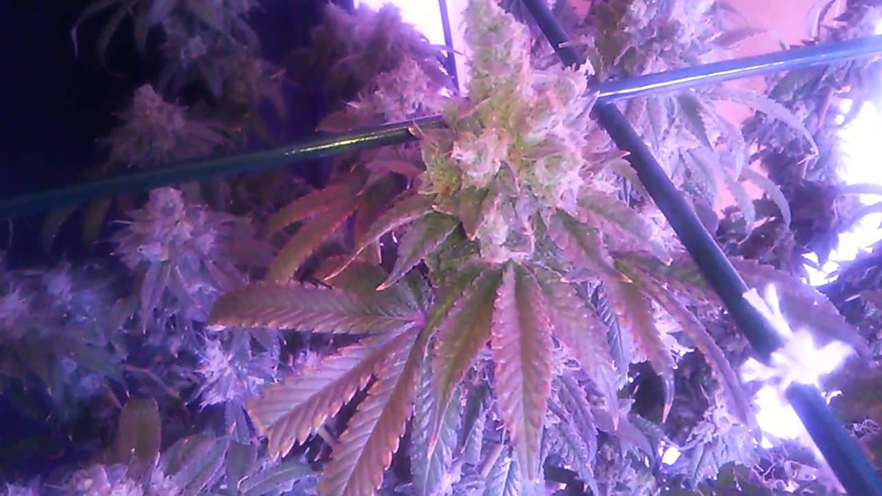 Why I harvest in the dark