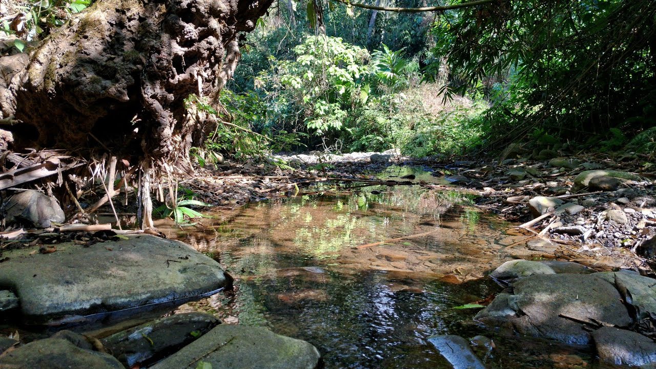 Beautiful River Flowing,Birds Chirping,Calming Sounds Of Nature/Forest Stream Sounds.