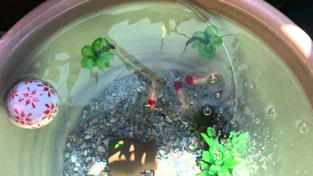 睡蓮鉢  金魚  メダカ