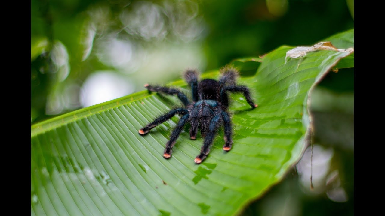 Sentier du Rorota | Guyane