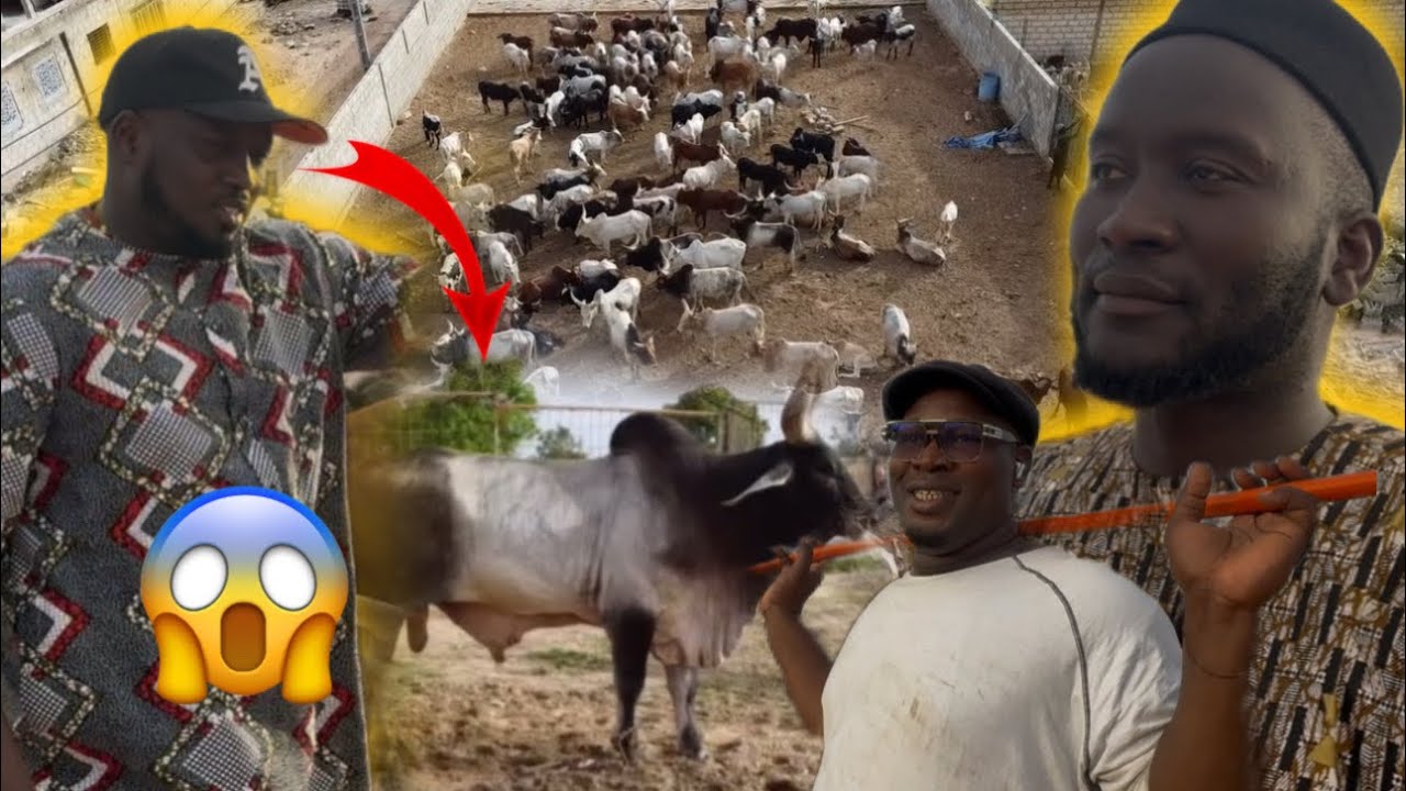 🚨ABDOU AZIZE ALLÉ DIAMBAROU MAME MAODO AKA BEUGUE SAGOU SEYDIL HADJI MALIK
