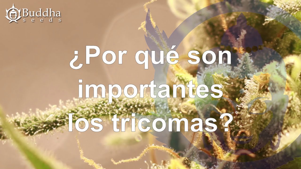 TRICOMAS CANNABIS QU&Eacute; SON