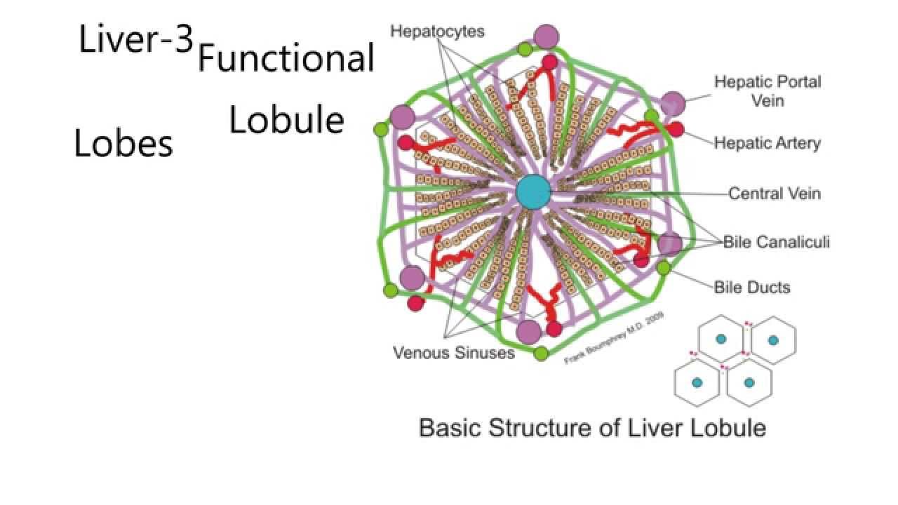 Liver3-The liver lobule (functional unit of liver)