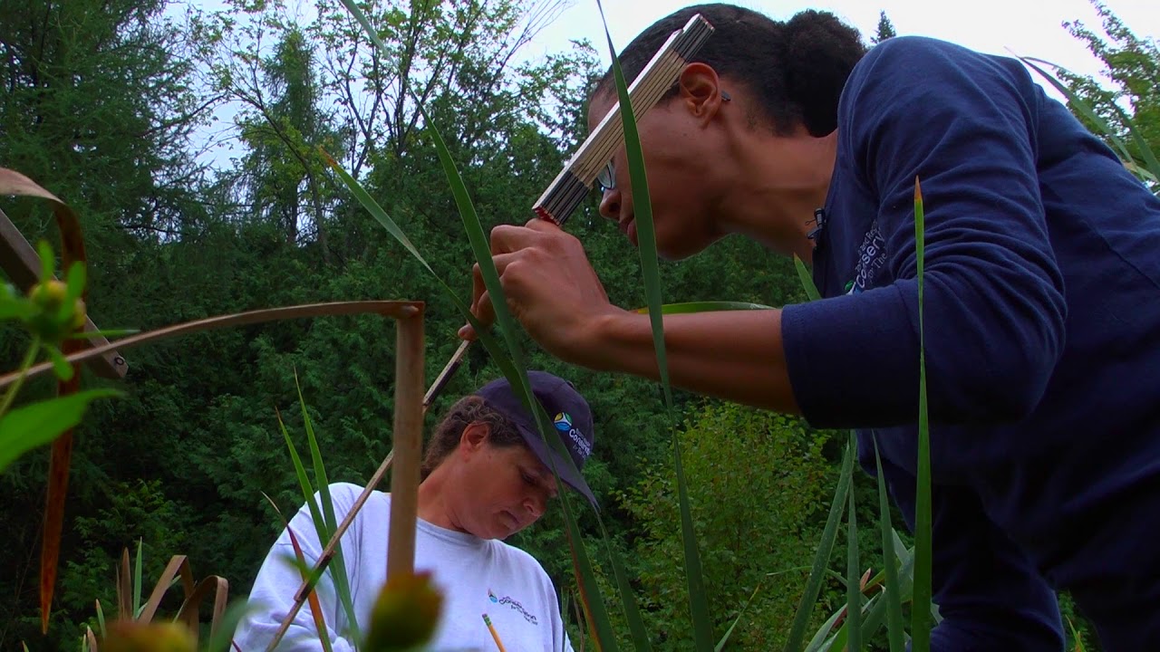 Wetland Vegetation Monitoring