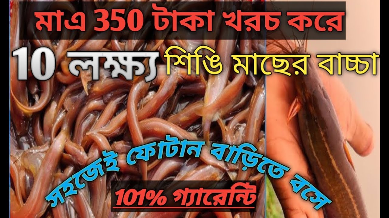মাএ 350 টাকা খরচ করে 10 লক্ষ্য শিঙি মাছের বাচ্চা ফোটানো।