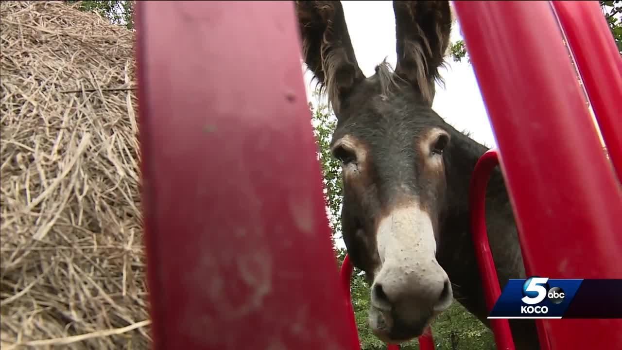Local family gets into dairy business after claiming donkey milk saved daughter's life