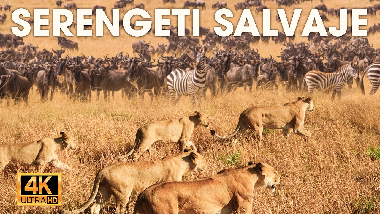 Animales Salvajes | Los soberanos de Ndutu, Grumeti y Olduvai | NATUREZA VIDA