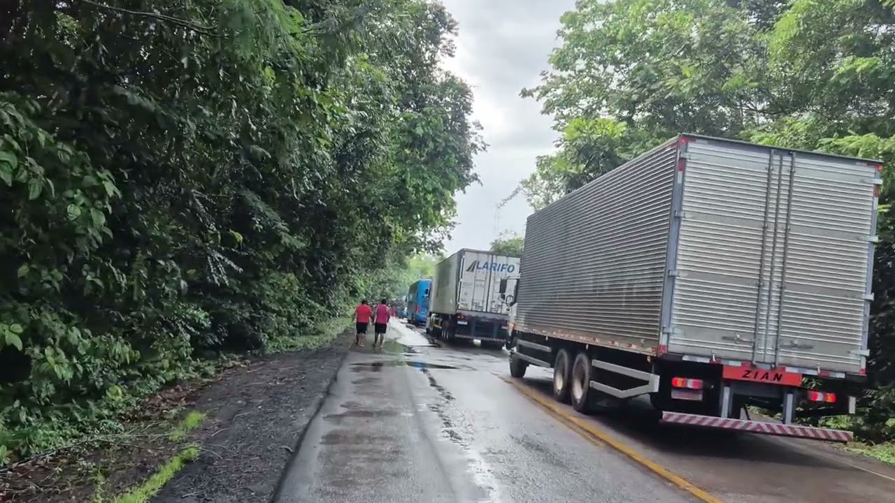 BR  174  árvore 🌳  gigante  na pista  🇧🇷🇧🇷🚗