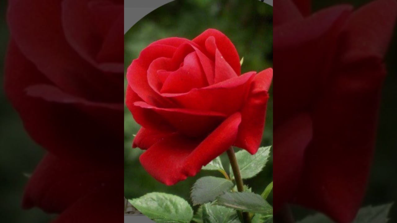 לבן הארמי הרמאי/ד