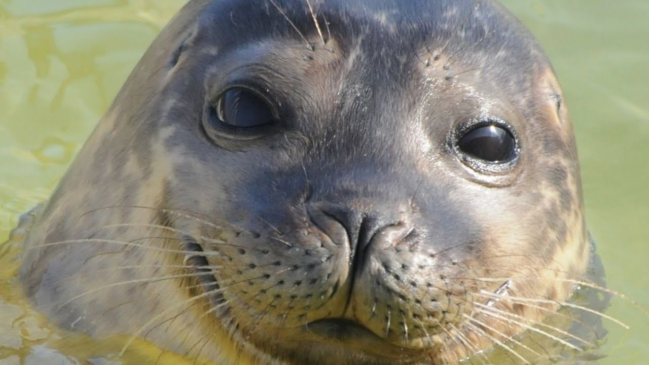 A Seal zeehondenopvang Stellendam in 