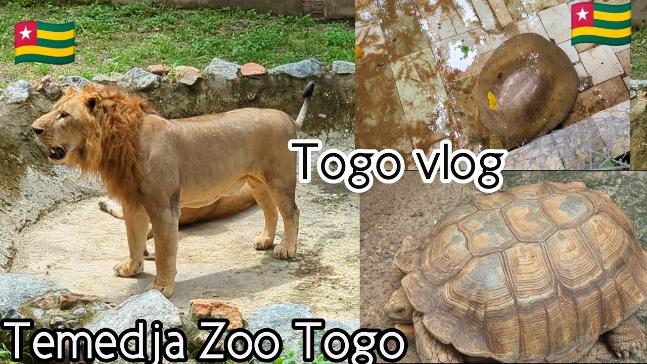 Togo🇹🇬 zoo tour West Africa 🌍 Temedja plateau Region Togo 🇹🇬