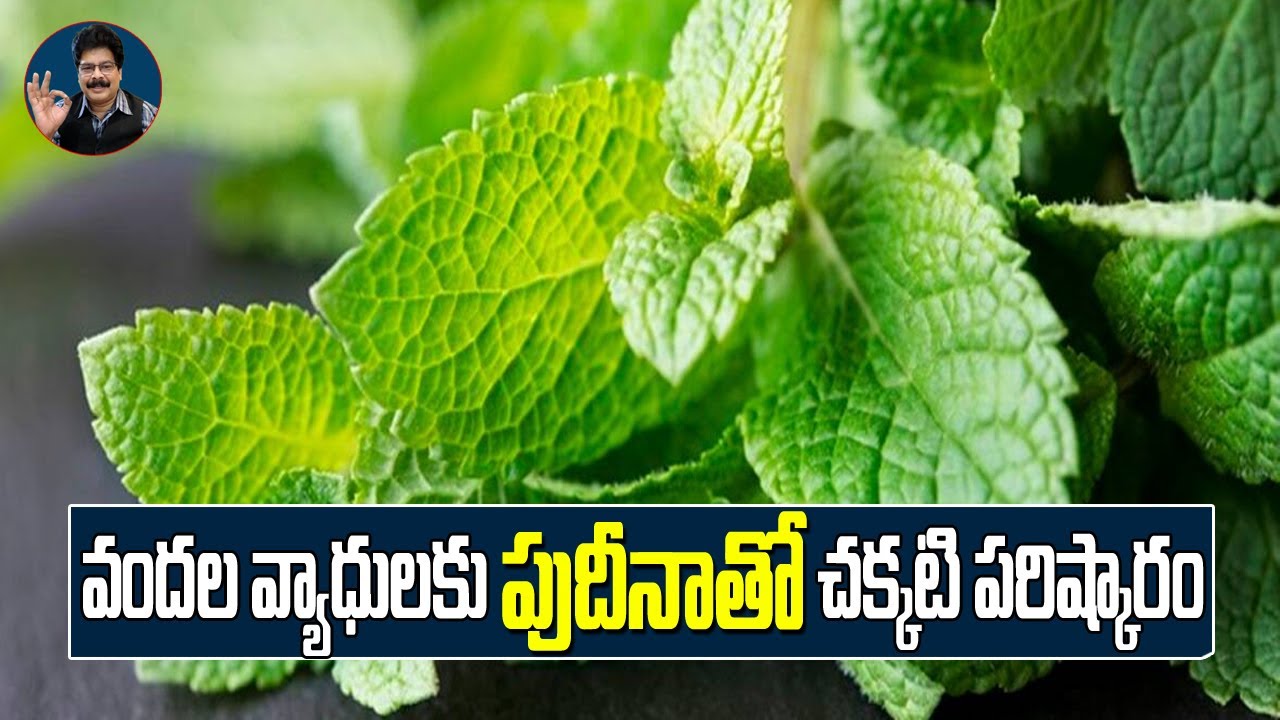వందల వ్యాధులకు పుదీనాతో చక్కటి పరిష్కారం! Health Benefits mint leaves in Telugu. #Facts
