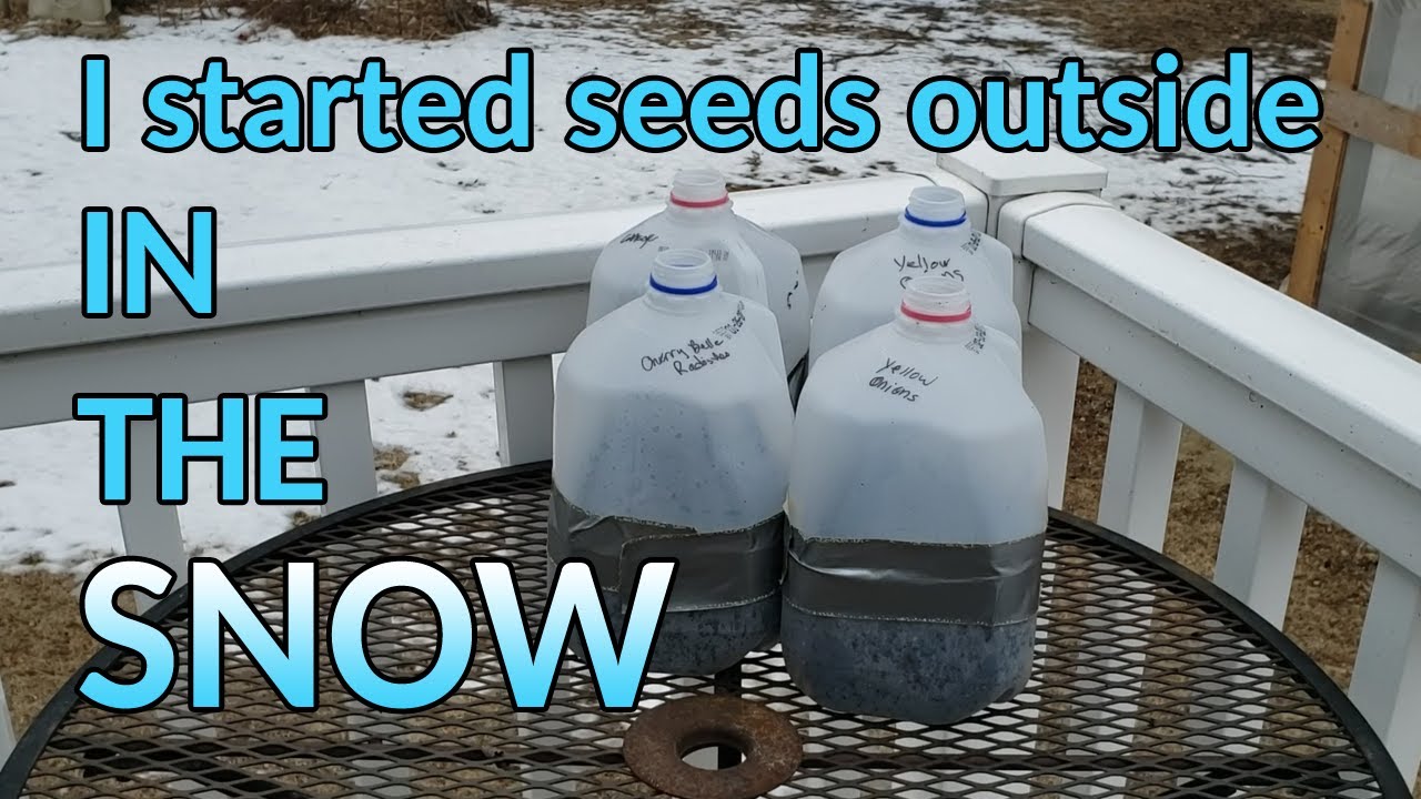 Winter Sowing in Zone 5 + the benefits of winter sowing!