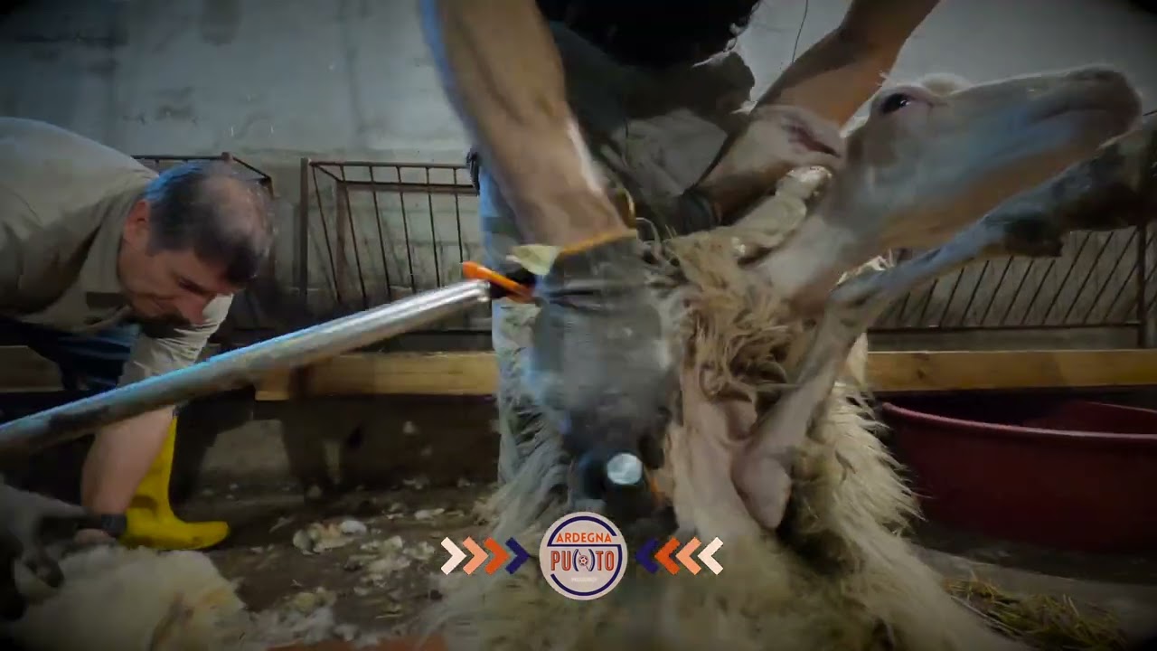 Sa Tundimenta - Azienda Lotto (Villagrande Strisaili) #djimini2 #goprohero8